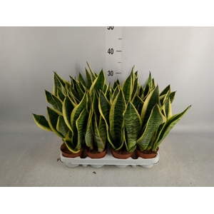 Sansevieria trifa. 'Futura Superba'