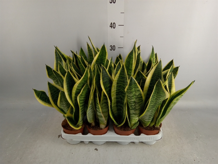 <h4>Sansevieria trifa. 'Futura Superba'</h4>