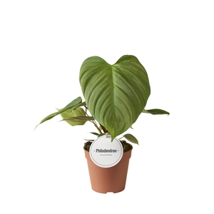 Philodendron   ...