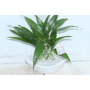BAMBU BARCA P