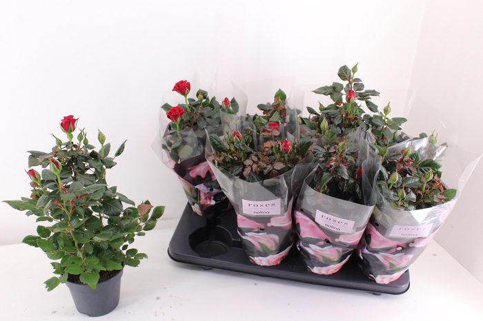 <h4>RO PATIOHIT OV</h4>