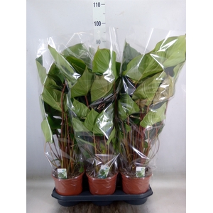 Homalomena rubescens 'Maggy'