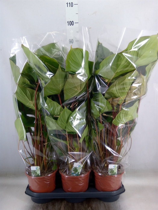 <h4>Homalomena rubescens 'Maggy'</h4>