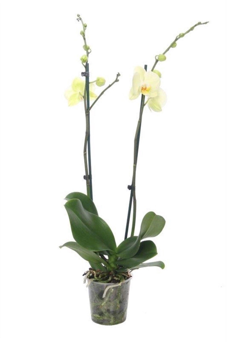 <h4>Phal Lime 2T14+</h4>