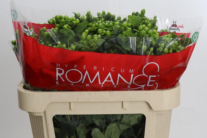 <h4>Hypericum Jungle Romance Spray</h4>