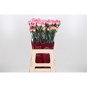 Di St Spritz Blanco Rosa