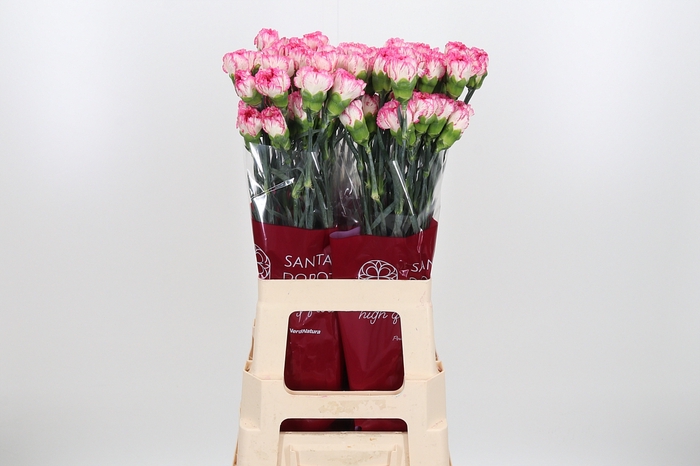 <h4>Di St Spritz Blanco Rosa</h4>