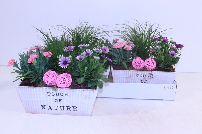 <h4>ARR TUINPLANTEN</h4>