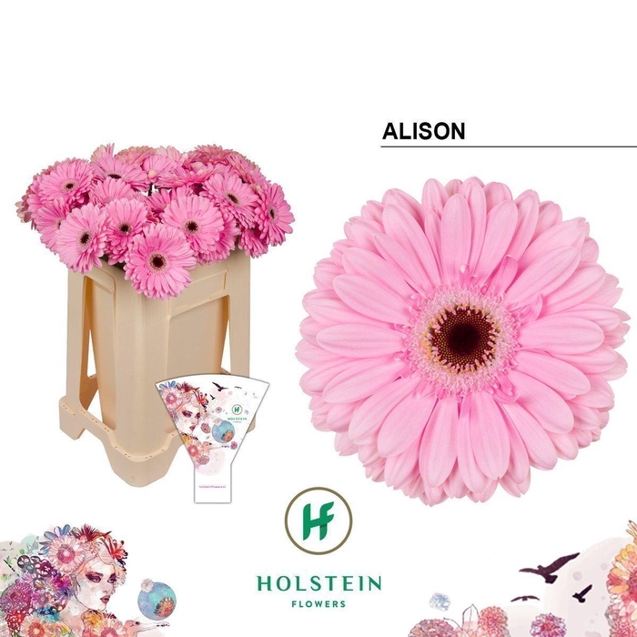<h4>Gerbera alison</h4>