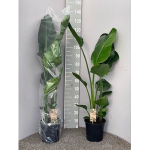 Strelitzia Nicolai 2pp