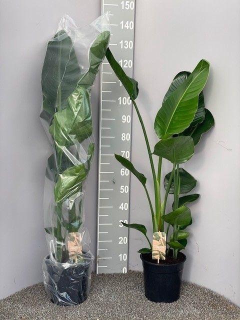 <h4>Strelitzia Nicolai 2pp</h4>