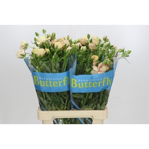 Ranunculus Butterfly Hestia