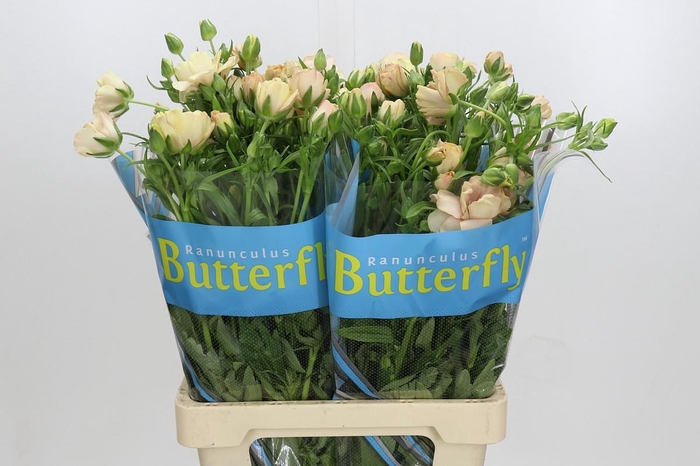 <h4>Ranunculus Butterfly Hestia</h4>