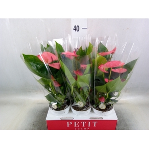 Anthurium andr. 'Pink Champion'