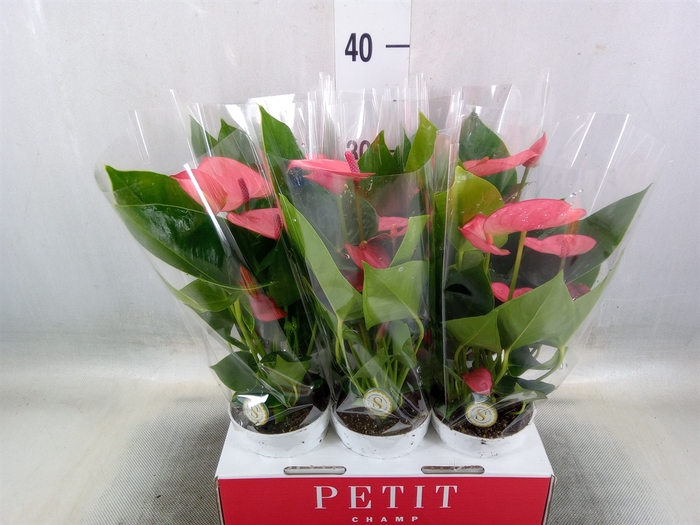 <h4>Anthurium andr. 'Pink Champion'</h4>