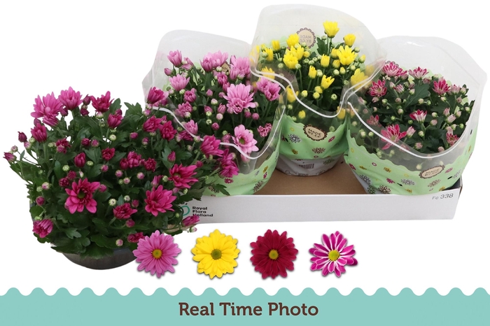 <h4>CHRYS GEM 4 KL</h4>