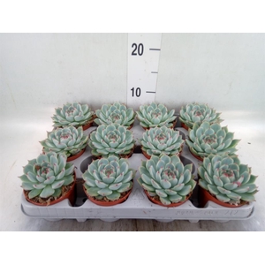 Echeveria ...