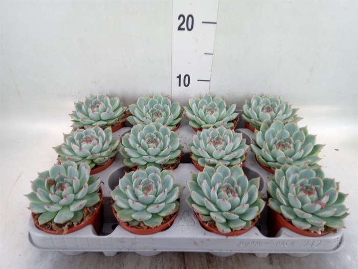 <h4>Echeveria   ...</h4>