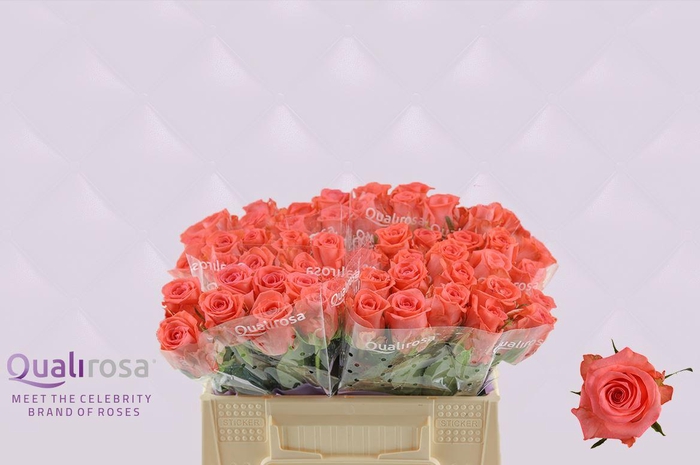 <h4>R Gr Sankara</h4>