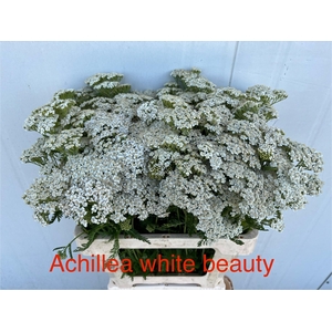 ACHIL M WHITE BEAUTY