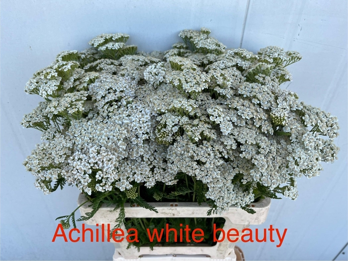 <h4>ACHIL M WHITE BEAUTY</h4>