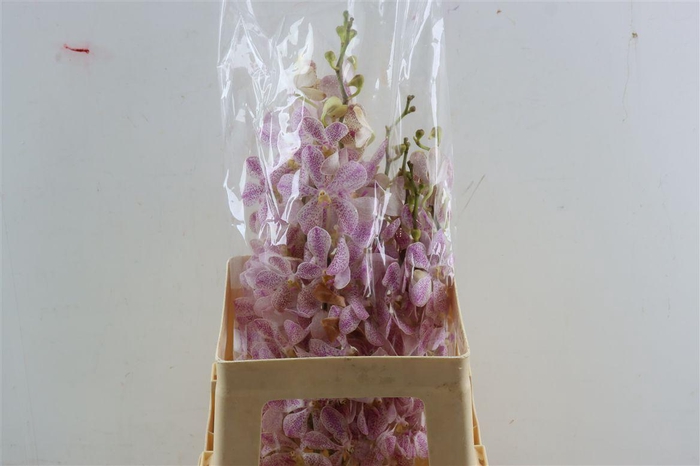 <h4>Mokara White</h4>