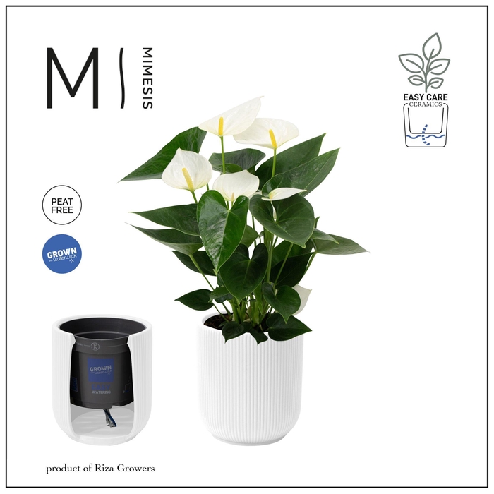 <h4>Mimesis Anthurium KARMA White - Atlanta White</h4>
