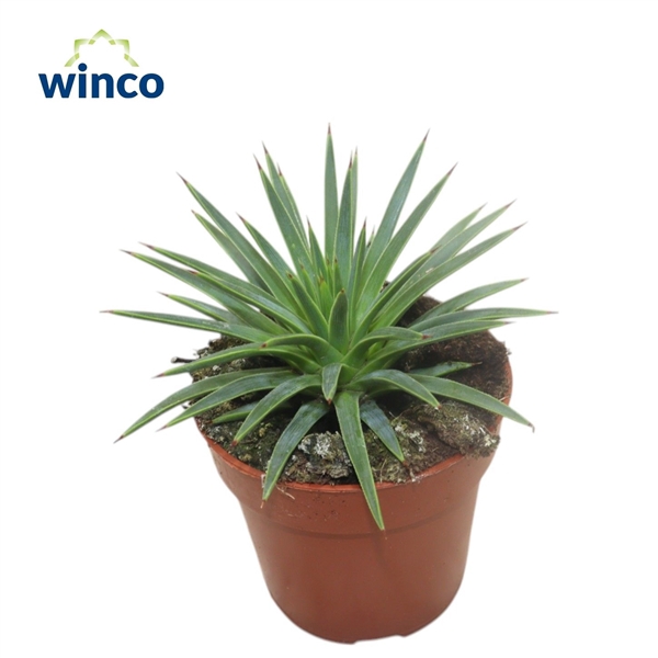 <h4>Agave Toumayena Bella</h4>