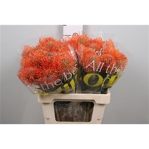Leuco Ayoba Mandarin Zest
