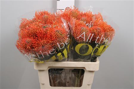 <h4>Leuco Ayoba Mandarin Zest</h4>