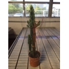 Euphorbia overig