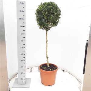 Buxus sempervirens 35cm bol op 60cm stam