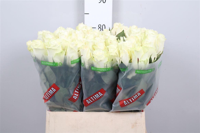 <h4>R Gr Albatros</h4>