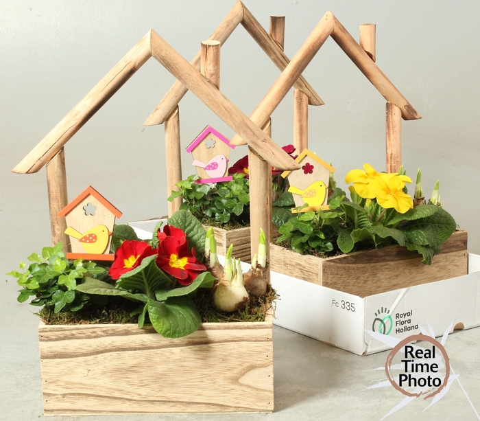 <h4>ARR TUINPLANTEN</h4>