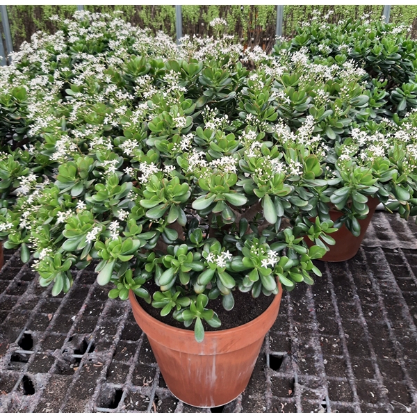 <h4>Crassula ovata</h4>