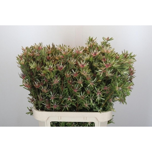 LEUCAD AYOBA ST PEAR