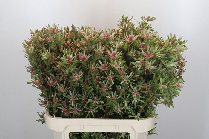 <h4>LEUCAD AYOBA ST PEAR</h4>