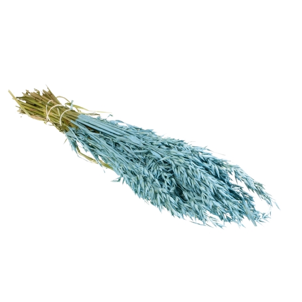 <h4>Droogbloemen - Haver Blue Misty</h4>