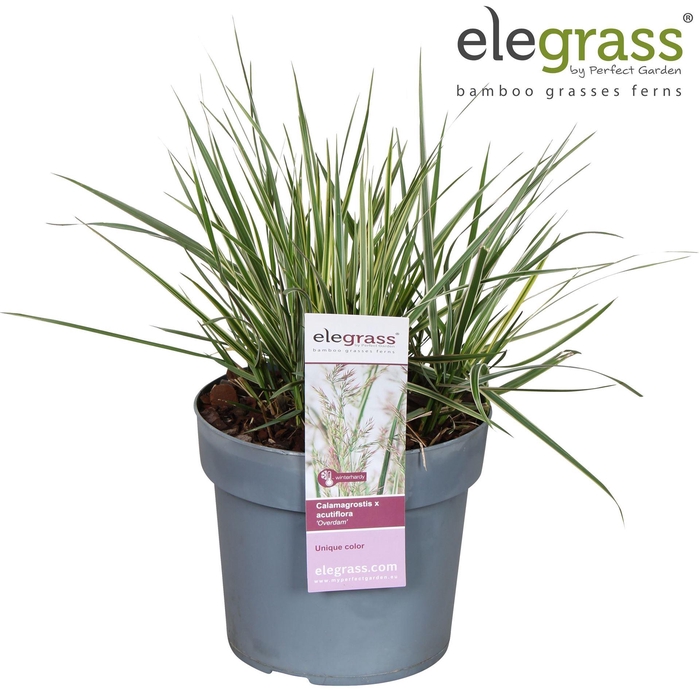 <h4>Calamagrostis acutifl. 'Overdam'</h4>