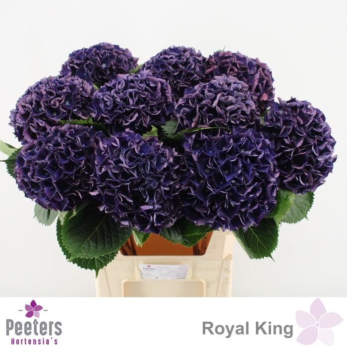 <h4>HYDR M ROYAL KING</h4>