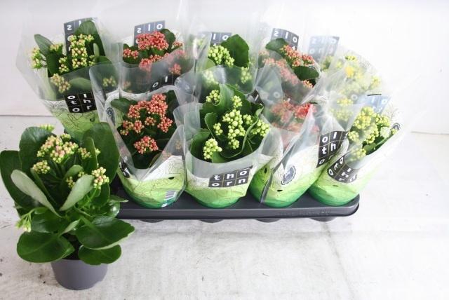 <h4>KAL GE GEM 4 KL</h4>