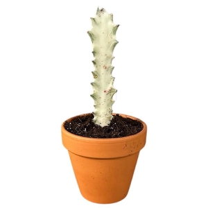 Euphorbia Su Lactea White Ghost
