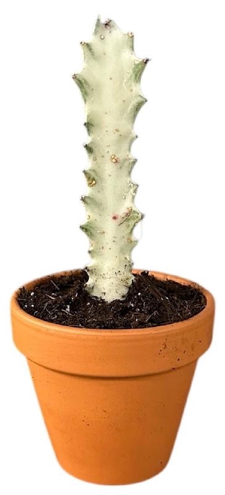 <h4>Euphorbia Su Lactea White Ghost</h4>