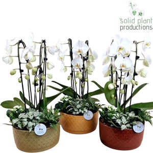 Arrangementen Phalaenopsis mt H%