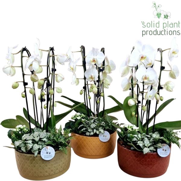 <h4>Arrangementen Phalaenopsis mt H%</h4>