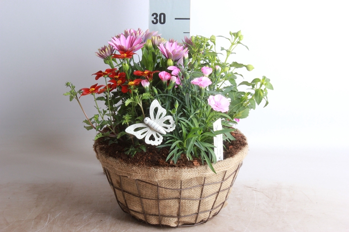 <h4>ARR TUINPLANTEN</h4>