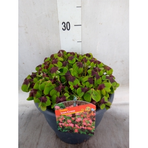 Oxalis tetraphylla 'Iron Cross'