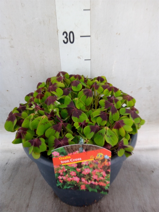 <h4>Oxalis tetraphylla 'Iron Cross'</h4>