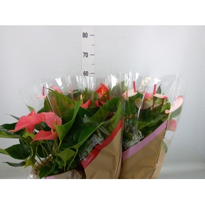 Anthurium   ...mix 4