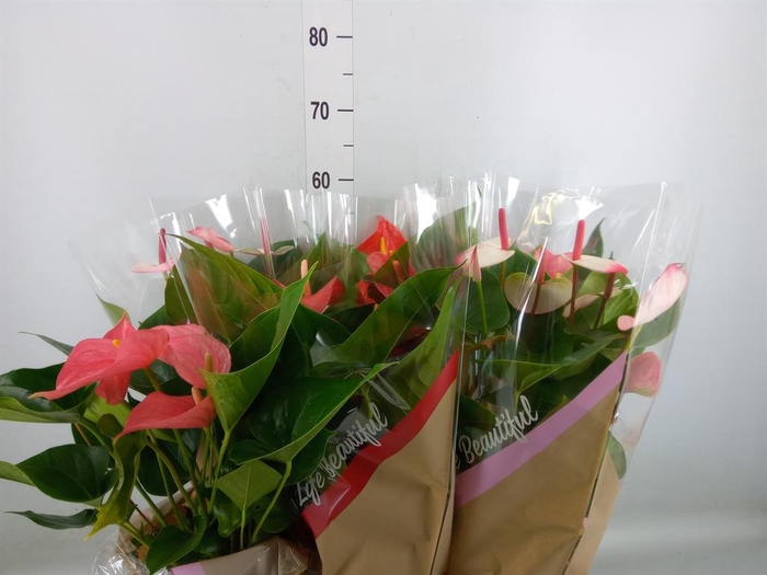 <h4>Anthurium   ...mix 4</h4>